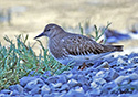 Arenaria melanocephala